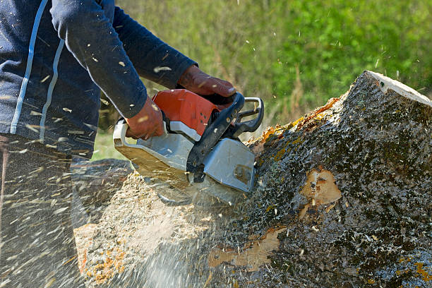 Best Tree Mulching Services  in Thiells, NY